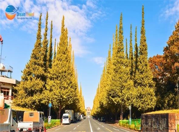 Tour Nhật Bản Mùa Thu 2026: Cung Đường Tokyo - Núi Phú Sĩ